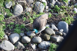 Filename=DSC_2804.JPG
Filesize=20382KiB
Dimensions=7360x4912
Date added=Jan 25, 2021 DSC_2804.JPG