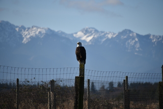 Filename=DSC_2806.JPG
Filesize=15471KiB
Dimensions=7360x4912
Date added=Jan 25, 2021 DSC_2806.JPG