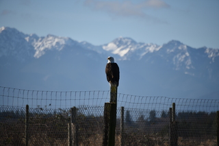 Filename=DSC_2807.JPG
Filesize=15424KiB
Dimensions=7360x4912
Date added=Jan 25, 2021 DSC_2807.JPG