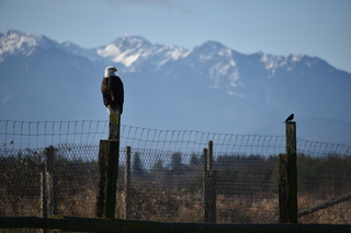 Filename=DSC_2808.JPG
Filesize=16270KiB
Dimensions=7360x4912
Date added=Jan 25, 2021 DSC_2808.JPG