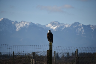 Filename=DSC_2809.JPG
Filesize=15237KiB
Dimensions=7360x4912
Date added=Jan 25, 2021 DSC_2809.JPG