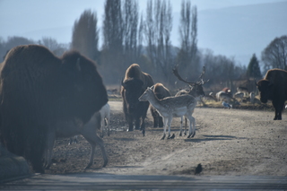 Filename=DSC_2810.JPG
Filesize=15359KiB
Dimensions=7360x4912
Date added=Jan 25, 2021 DSC_2810.JPG