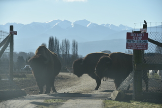 Filename=DSC_2812.JPG
Filesize=15888KiB
Dimensions=7360x4912
Date added=Jan 25, 2021 DSC_2812.JPG