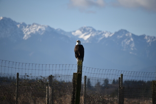 Filename=DSC_2813.JPG
Filesize=15556KiB
Dimensions=7360x4912
Date added=Jan 25, 2021 DSC_2813.JPG