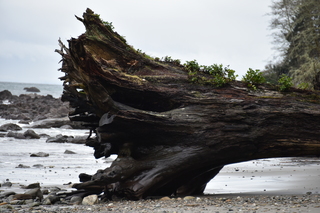 Filename=DSC_2890.JPG
Filesize=16778KiB
Dimensions=7360x4912
Date added=Jan 25, 2021 DSC_2890.JPG