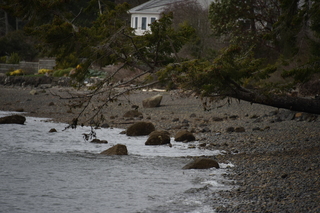 Filename=DSC_2911.JPG
Filesize=18149KiB
Dimensions=7360x4912
Date added=Mar 13, 2021 DSC_2911.JPG