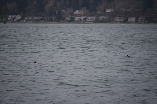 Filename=DSC_2917.JPG
Filesize=15760KiB
Dimensions=7360x4912
Date added=Mar 13, 2021 DSC_2917.JPG