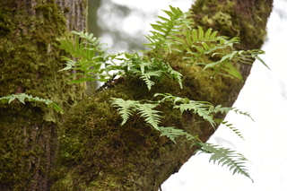 Filename=DSC_2934.JPG
Filesize=16447KiB
Dimensions=7360x4912
Date added=Mar 13, 2021 DSC_2934.JPG