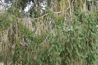 Filename=DSC_2943.JPG
Filesize=26164KiB
Dimensions=7360x4912
Date added=Mar 13, 2021 DSC_2943.JPG