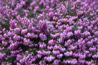 Filename=DSC_2980.JPG
Filesize=17715KiB
Dimensions=7360x4912
Date added=Mar 13, 2021 DSC_2980.JPG