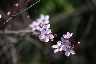 Filename=DSC_2987.JPG
Filesize=13776KiB
Dimensions=7360x4912
Date added=Mar 13, 2021 DSC_2987.JPG