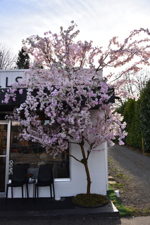 Filename=DSC_3004.JPG
Filesize=17713KiB
Dimensions=4912x7360
Date added=Mar 13, 2021 DSC_3004.JPG