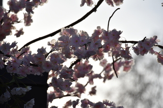 Filename=DSC_3005.JPG
Filesize=13835KiB
Dimensions=7360x4912
Date added=Mar 13, 2021 DSC_3005.JPG