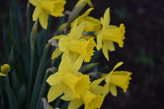 Filename=DSC_3007.JPG
Filesize=13858KiB
Dimensions=7360x4912
Date added=Mar 13, 2021 DSC_3007.JPG