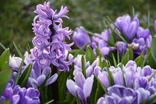 Filename=DSC_3009.JPG
Filesize=15800KiB
Dimensions=7360x4912
Date added=Mar 13, 2021 DSC_3009.JPG