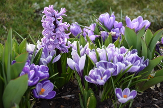 Filename=DSC_3010.JPG
Filesize=16281KiB
Dimensions=7360x4912
Date added=Mar 13, 2021 DSC_3010.JPG