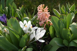 Filename=DSC_3011.JPG
Filesize=15726KiB
Dimensions=7360x4912
Date added=Mar 13, 2021 DSC_3011.JPG