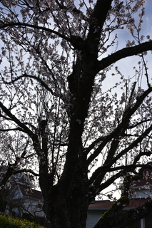 Filename=DSC_3012.JPG
Filesize=18146KiB
Dimensions=4912x7360
Date added=Mar 13, 2021 DSC_3012.JPG