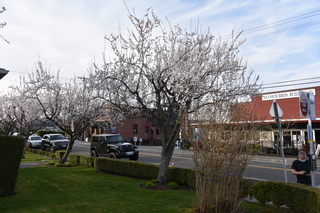 Filename=DSC_3013.JPG
Filesize=21742KiB
Dimensions=7360x4912
Date added=Mar 13, 2021 DSC_3013.JPG