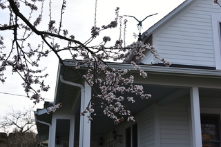 Filename=DSC_3014.JPG
Filesize=15694KiB
Dimensions=7360x4912
Date added=Mar 13, 2021 DSC_3014.JPG