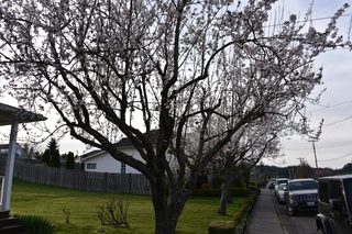 Filename=DSC_3016.JPG
Filesize=23203KiB
Dimensions=7360x4912
Date added=Mar 13, 2021 DSC_3016.JPG