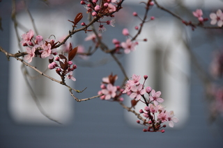 Filename=DSC_3019.JPG
Filesize=15111KiB
Dimensions=7360x4912
Date added=Mar 13, 2021 DSC_3019.JPG