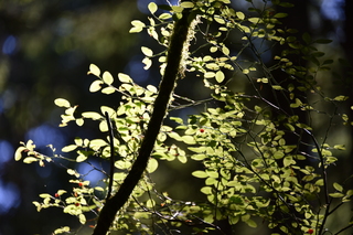 Filename=DSC_4173.JPG
Filesize=16855KiB
Dimensions=7360x4912
Date added=Sep 06, 2021 DSC_4173.JPG