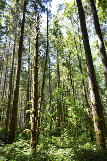 Filename=DSC_4174.JPG
Filesize=26432KiB
Dimensions=4912x7360
Date added=Sep 06, 2021 DSC_4174.JPG