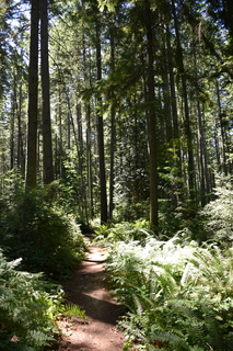 Filename=DSC_4177.JPG
Filesize=23513KiB
Dimensions=4912x7360
Date added=Sep 06, 2021 DSC_4177.JPG