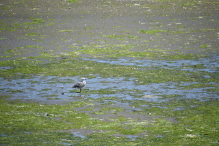 Filename=DSC_4184.JPG
Filesize=23042KiB
Dimensions=7360x4912
Date added=Sep 06, 2021 DSC_4184.JPG