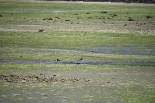 Filename=DSC_4185.JPG
Filesize=23405KiB
Dimensions=7360x4912
Date added=Sep 06, 2021 DSC_4185.JPG