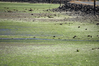 Filename=DSC_4186.JPG
Filesize=23776KiB
Dimensions=7360x4912
Date added=Sep 06, 2021 DSC_4186.JPG