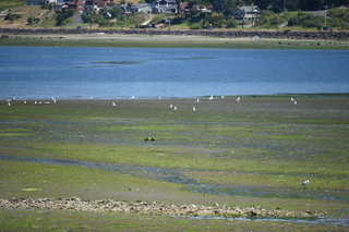 Filename=DSC_4188.JPG
Filesize=20841KiB
Dimensions=7360x4912
Date added=Sep 06, 2021 DSC_4188.JPG