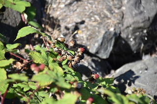 Filename=DSC_4211.JPG
Filesize=16061KiB
Dimensions=7360x4912
Date added=Sep 06, 2021 DSC_4211.JPG