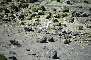 Filename=DSC_4220.JPG
Filesize=22730KiB
Dimensions=7360x4912
Date added=Sep 06, 2021 DSC_4220.JPG