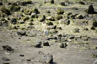 Filename=DSC_4226.JPG
Filesize=22965KiB
Dimensions=7360x4912
Date added=Sep 06, 2021 DSC_4226.JPG