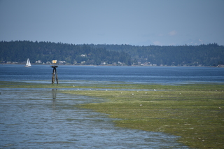 Filename=DSC_4228.JPG
Filesize=17207KiB
Dimensions=7360x4912
Date added=Sep 06, 2021 DSC_4228.JPG