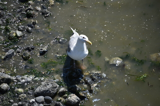 Filename=DSC_4244.JPG
Filesize=18361KiB
Dimensions=7360x4912
Date added=Sep 06, 2021 DSC_4244.JPG