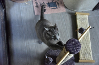 Filename=DSC_4248.JPG
Filesize=18663KiB
Dimensions=7360x4912
Date added=Sep 06, 2021 DSC_4248.JPG