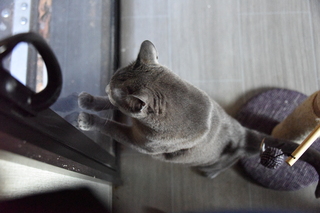 Filename=DSC_4250.JPG
Filesize=17316KiB
Dimensions=7360x4912
Date added=Sep 06, 2021 DSC_4250.JPG