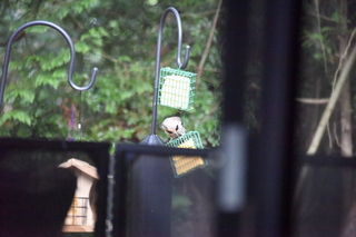 Filename=DSC_4254.JPG
Filesize=19809KiB
Dimensions=7360x4912
Date added=Sep 06, 2021 DSC_4254.JPG