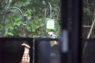 Filename=DSC_4255.JPG
Filesize=19434KiB
Dimensions=7360x4912
Date added=Sep 06, 2021 DSC_4255.JPG