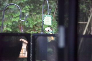 Filename=DSC_4256.JPG
Filesize=19726KiB
Dimensions=7360x4912
Date added=Sep 06, 2021 DSC_4256.JPG