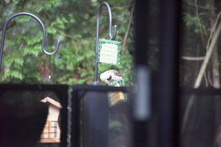 Filename=DSC_4257.JPG
Filesize=19435KiB
Dimensions=7360x4912
Date added=Sep 06, 2021 DSC_4257.JPG