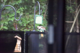 Filename=DSC_4258.JPG
Filesize=18962KiB
Dimensions=7360x4912
Date added=Sep 06, 2021 DSC_4258.JPG