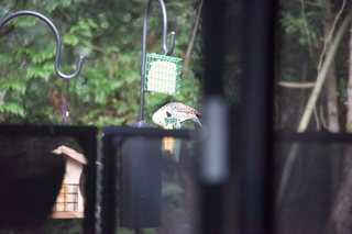 Filename=DSC_4260.JPG
Filesize=19673KiB
Dimensions=7360x4912
Date added=Sep 06, 2021 DSC_4260.JPG