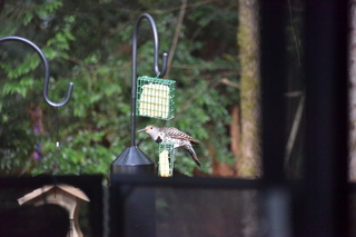 Filename=DSC_4262.JPG
Filesize=21292KiB
Dimensions=7360x4912
Date added=Sep 06, 2021 DSC_4262.JPG