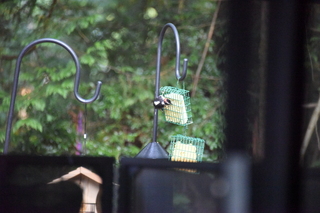 Filename=DSC_4268.JPG
Filesize=19089KiB
Dimensions=7360x4912
Date added=Sep 06, 2021 DSC_4268.JPG