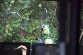 Filename=DSC_4269.JPG
Filesize=19091KiB
Dimensions=7360x4912
Date added=Sep 06, 2021 DSC_4269.JPG