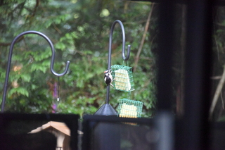 Filename=DSC_4271.JPG
Filesize=19008KiB
Dimensions=7360x4912
Date added=Sep 06, 2021 DSC_4271.JPG